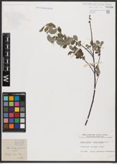 Foto von Salix aurita L. x Salix repens L.